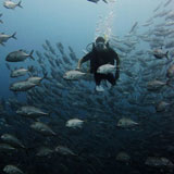 Thonga Beach Lodge Scuba Diving Special 