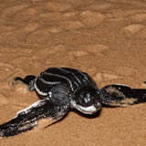 Thonga Beach Lodge Turtle Tracking